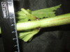 Thumbnail IMG_3521.JPG 