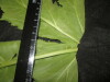 Thumbnail IMG_3523.JPG 