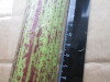 Thumbnail IMG_3527.JPG 