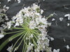 Thumbnail IMG_3529.JPG 