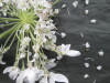 Thumbnail IMG_3530.JPG 