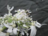 Thumbnail IMG_3531.JPG 