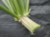 Thumbnail IMG_3532.JPG 