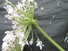 Thumbnail IMG_3533.JPG 