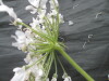 Thumbnail IMG_3534.JPG 