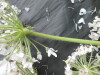 Thumbnail IMG_3535.JPG 