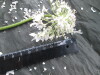 Thumbnail IMG_3536.JPG 
