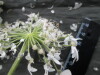 Thumbnail IMG_3537.JPG 