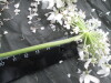 Thumbnail IMG_3538.JPG 