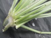 Thumbnail IMG_3539.JPG 