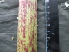 Thumbnail IMG_3541.JPG 