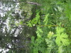 Thumbnail IMG_8364.JPG 