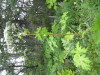 Thumbnail IMG_8365.JPG 