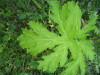 Thumbnail IMG_8366.JPG 