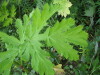Thumbnail IMG_8367.JPG 