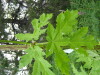 Thumbnail IMG_8368.JPG 