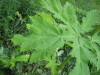 Thumbnail IMG_8369.JPG 