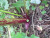 Thumbnail IMG_8370.JPG 