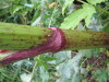 Thumbnail IMG_8371.JPG 