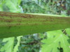 Thumbnail IMG_8372.JPG 