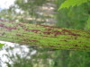Thumbnail IMG_8373.JPG 