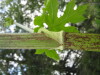 Thumbnail IMG_8374.JPG 