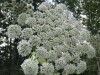 Thumbnail IMG_8375.JPG 