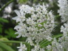 Thumbnail IMG_8377.JPG 