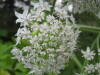 Thumbnail IMG_8378.JPG 