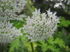 Thumbnail IMG_8379.JPG 