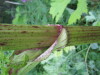 Thumbnail IMG_8380.JPG 