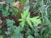 Thumbnail IMG_8382.JPG 