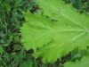 Thumbnail IMG_8383.JPG 