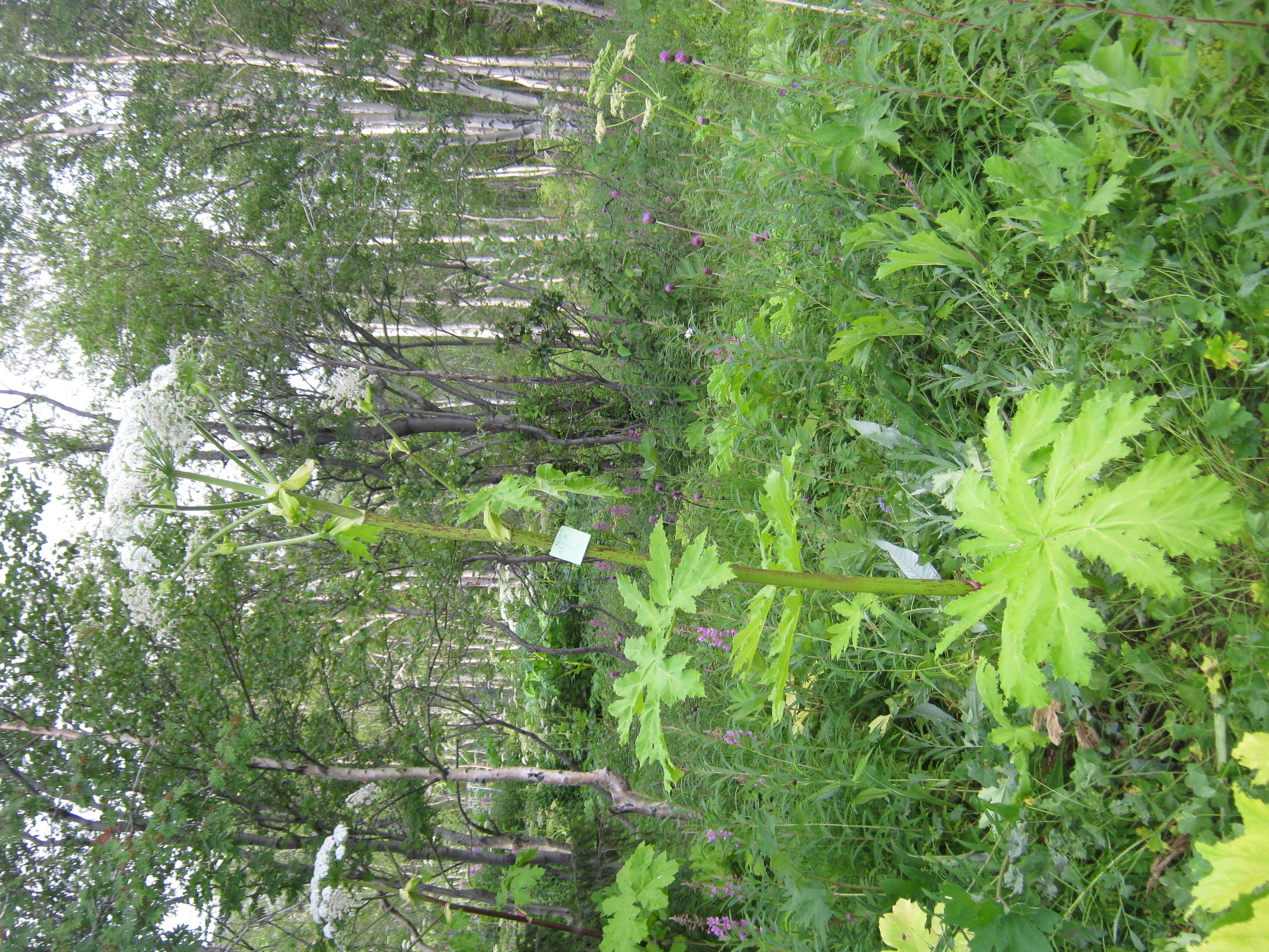 IMG_8363.JPG 