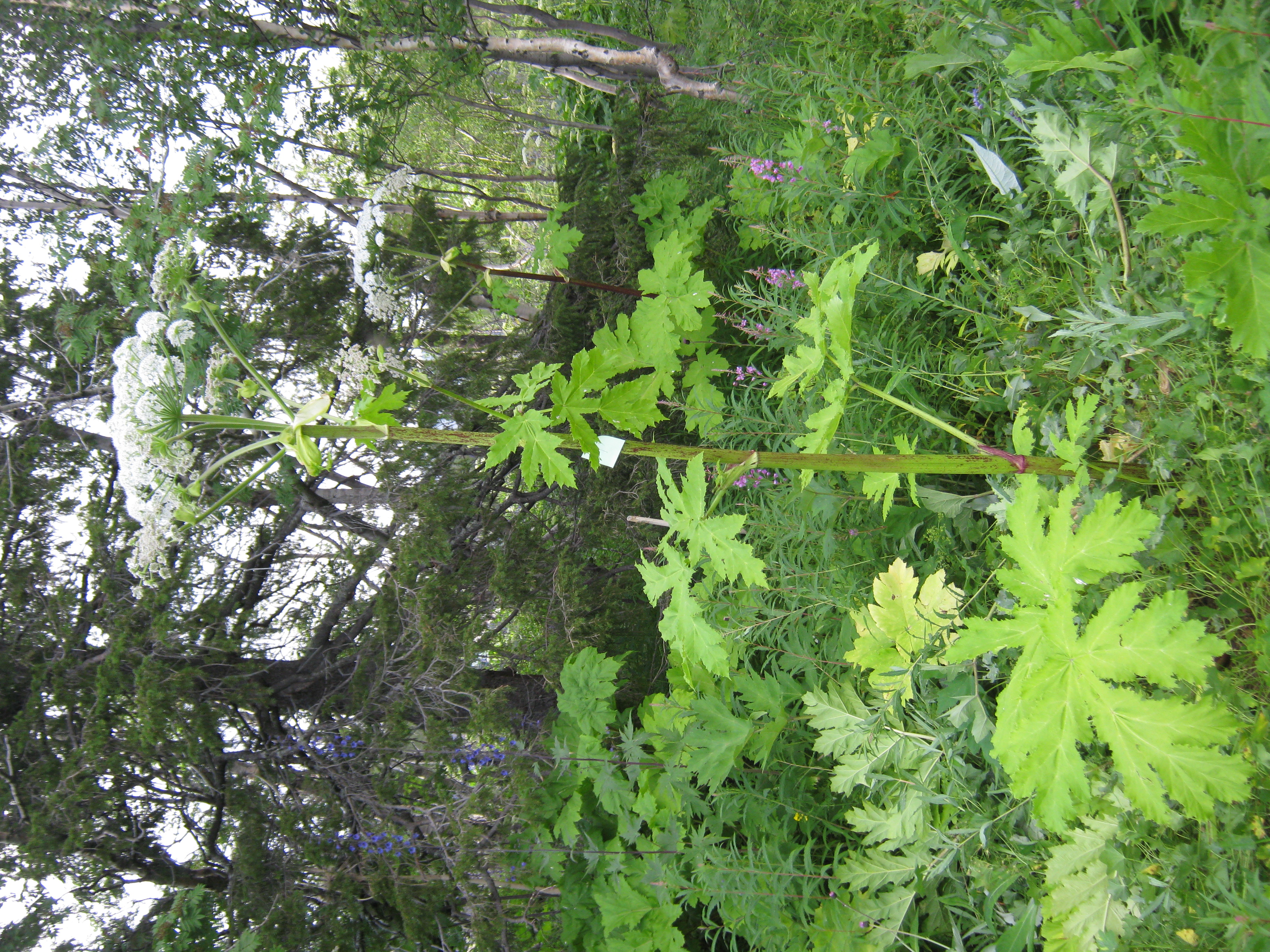 IMG_8364.JPG 