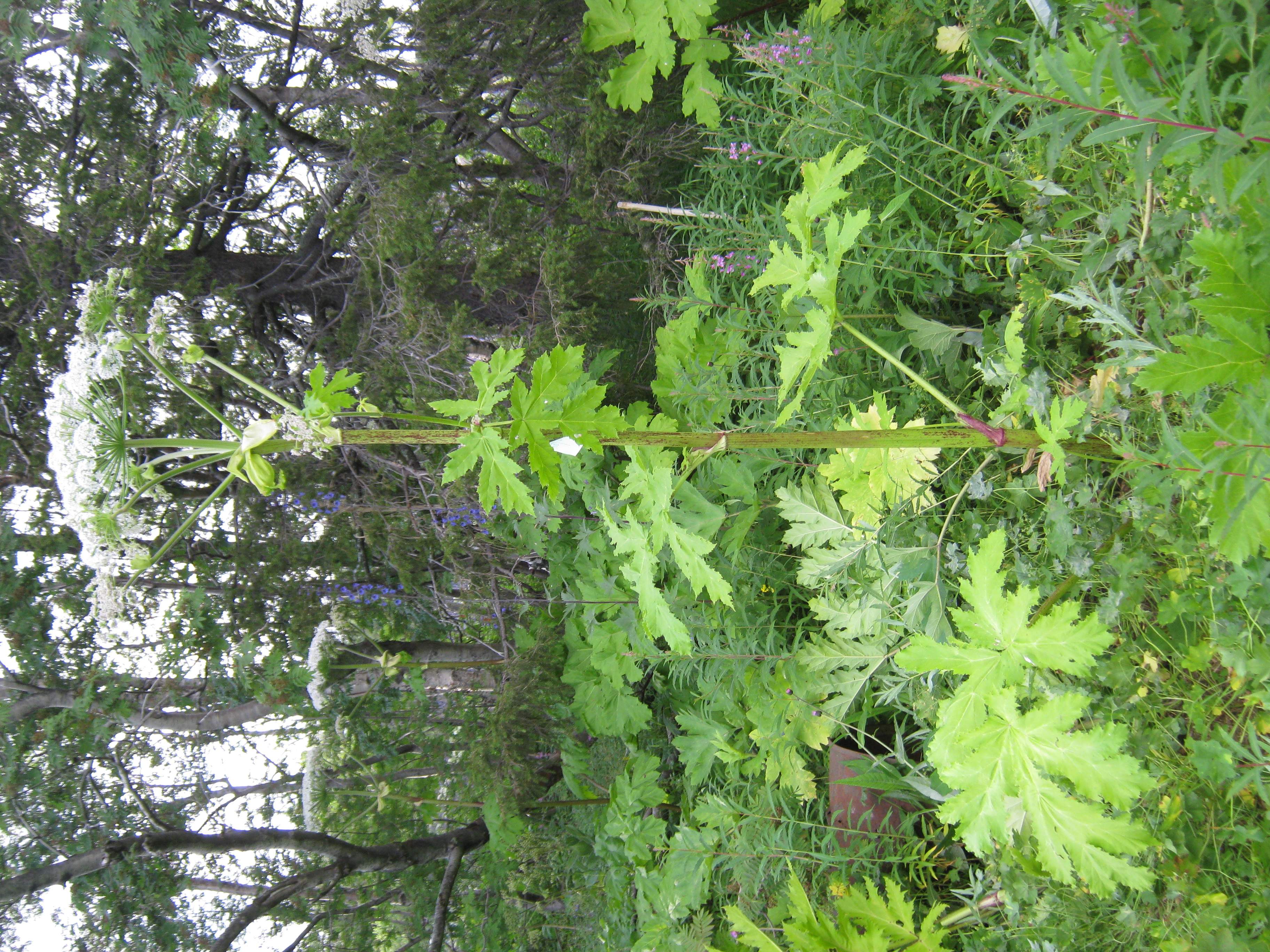 IMG_8365.JPG 