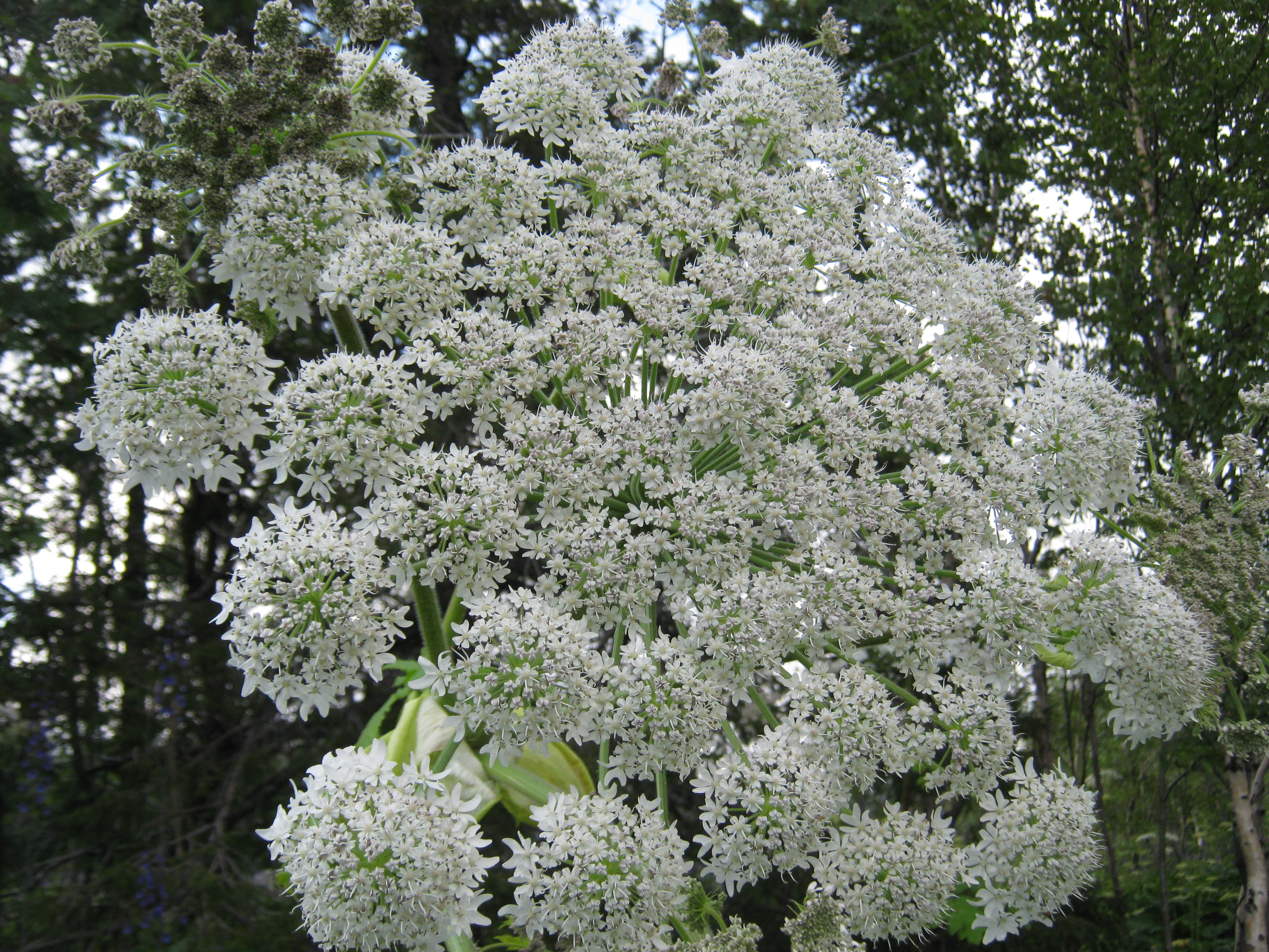 IMG_8375.JPG 