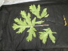 Thumbnail IMG_3311.JPG 