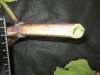 Thumbnail IMG_3313.JPG 