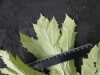 Thumbnail IMG_3314.JPG 