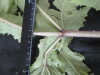 Thumbnail IMG_3315.JPG 