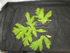Thumbnail IMG_3316.JPG 