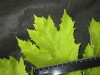 Thumbnail IMG_3318.JPG 