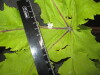 Thumbnail IMG_3319.JPG 