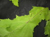 Thumbnail IMG_3320.JPG 