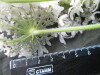Thumbnail IMG_3324.JPG 