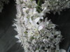 Thumbnail IMG_3326.JPG 