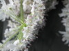 Thumbnail IMG_3327.JPG 
