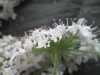 Thumbnail IMG_3328.JPG 