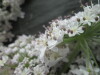 Thumbnail IMG_3329.JPG 